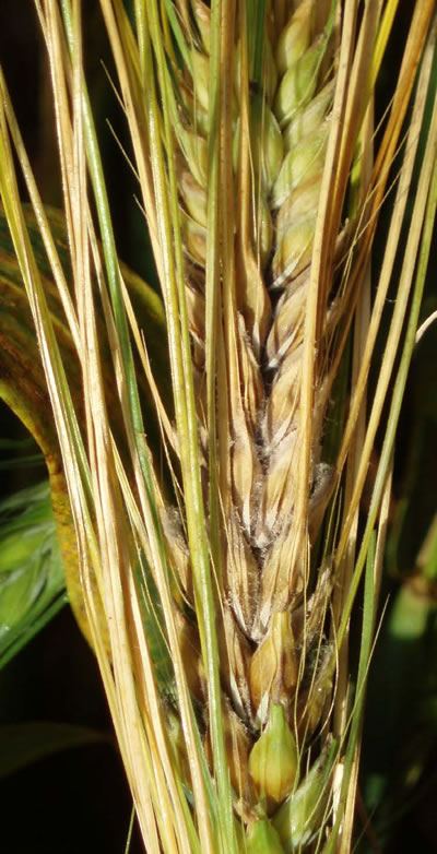 Close-up photo of barley. Details in caption.