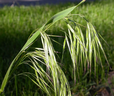 Figure 2. Outdoor photo of cheatgrass. Further details in caption.