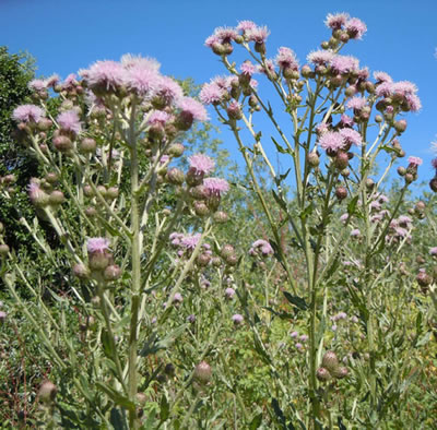 Figure 4. Outdoor photo of a flowering thistle.