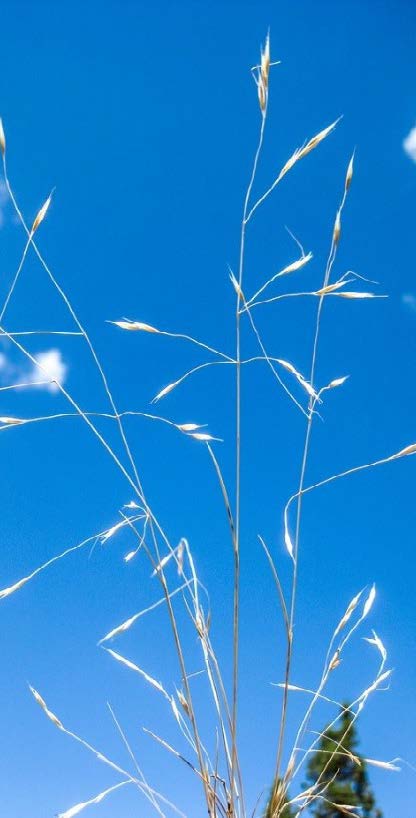 Outdoor photo of ventenata, blue sky in the background.