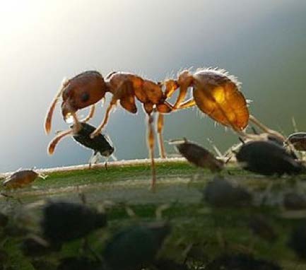 Figure 2: Close-up photo of an ant towering over a tiny aphid.