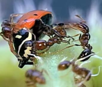 Figure 3.2: Multiple ants attacking lady beetle.