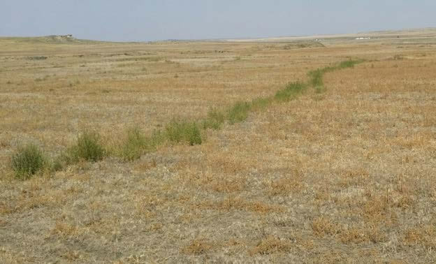 Figure 3: Photo of kochia plants, growing a line that is long enough to extend into the horizon.
