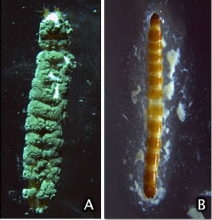 Side-by-side photos of dead wireworms, one is coated in fungus