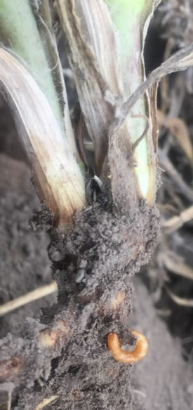 Photo of a wireworm on the root of a plant.  Appears recently pulled from the ground.