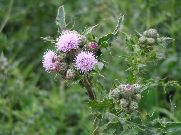 close-up photo of Canada thistle, showing broad-leafs and flowers