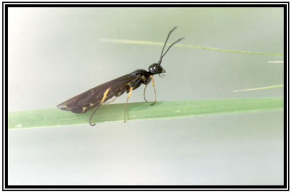 wheat stem sawfly (photo: Blodgett, S.L.) photo of a wheat stem sawfly, a small ant-like insect with wings