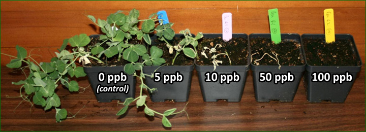 Aminopyralid test bioassay results.