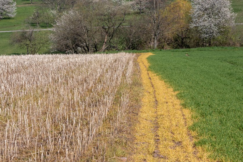 Herbicide drift damage