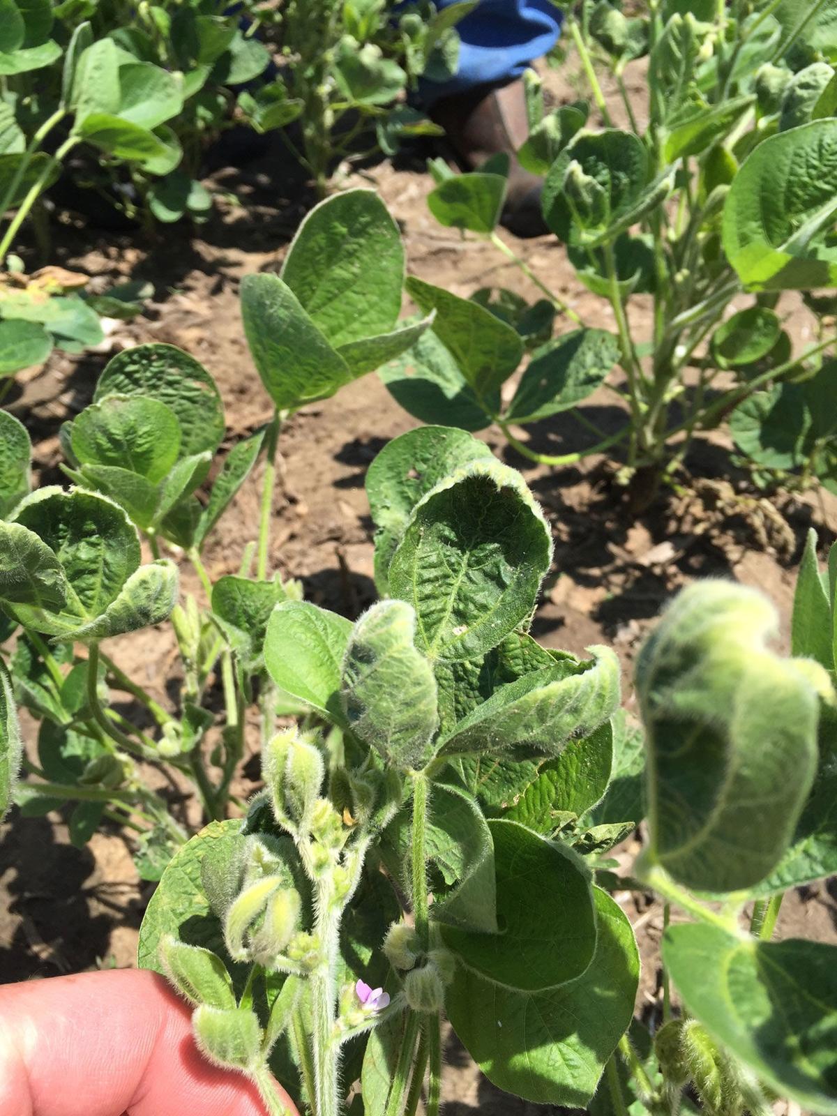 Dicamba vapor drift damage