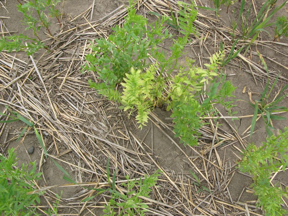 Image of lentil with yellowing leaves due to bleow ground root rot