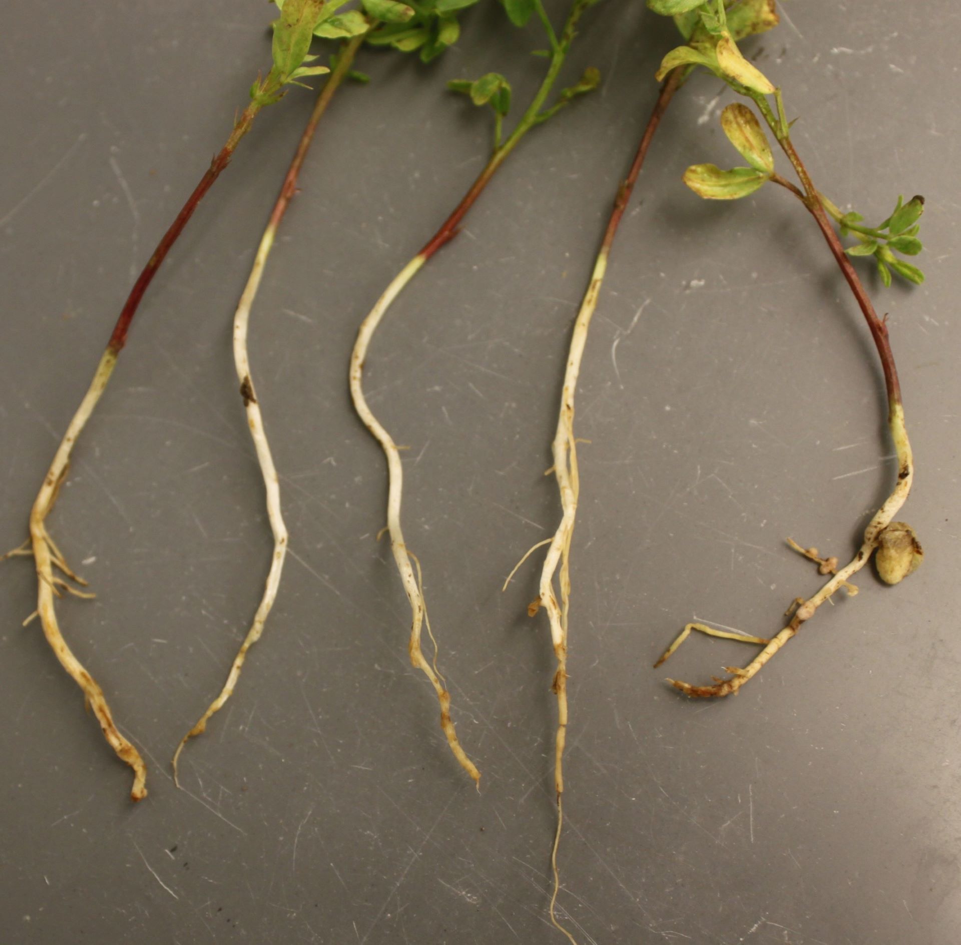 Pythium root rot on lentil, resulting in much less secondary roots. The primary root shows broiwn, reddish, and black lesions where infected.