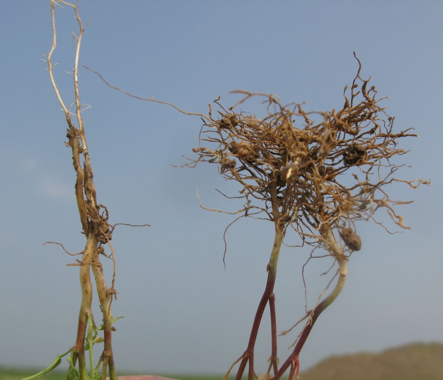 Rhizoctonia root rot reducing the root structure on lentil