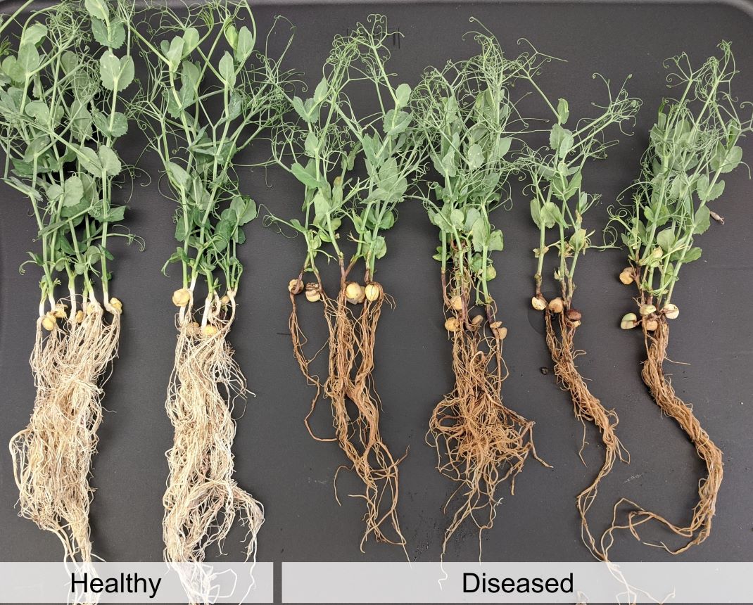 Aphanomyces root rot comparison, showing two healthy field peas, with thick and dense root systems, compared to diseased root structures with less secondary roots, yellowing of older leaves can be seen seen on the diseased plant