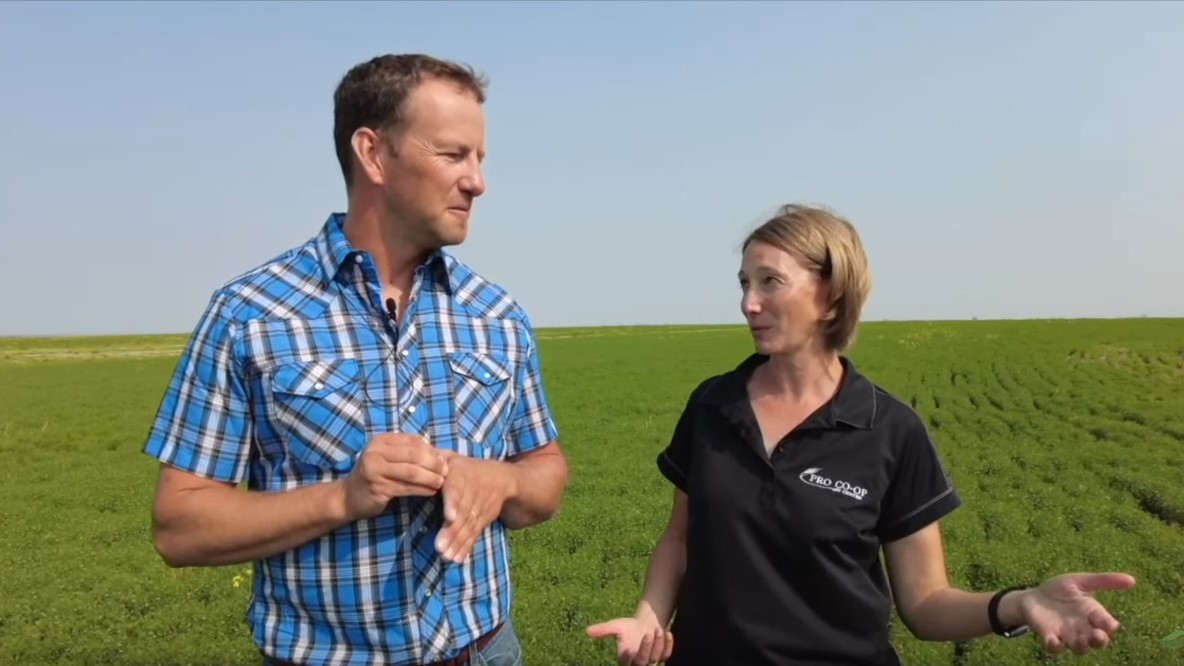 Two people stand in a field discussing aphanomyces root rot