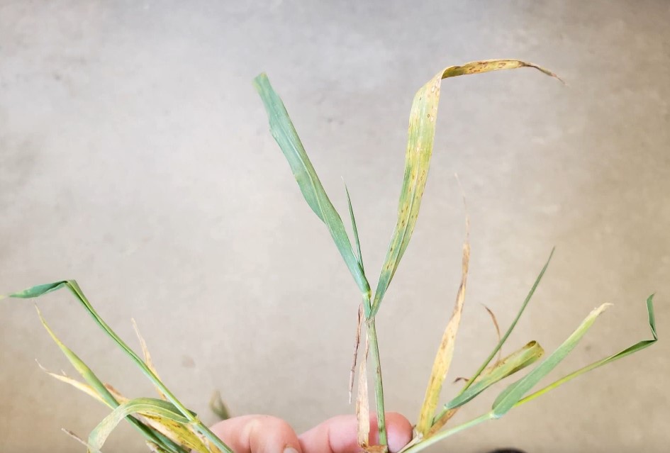 Wheat held by someone, displaying discoloration