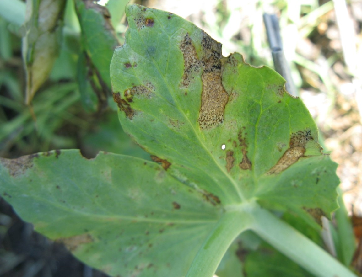 Septoria blight with irrgeular lesions