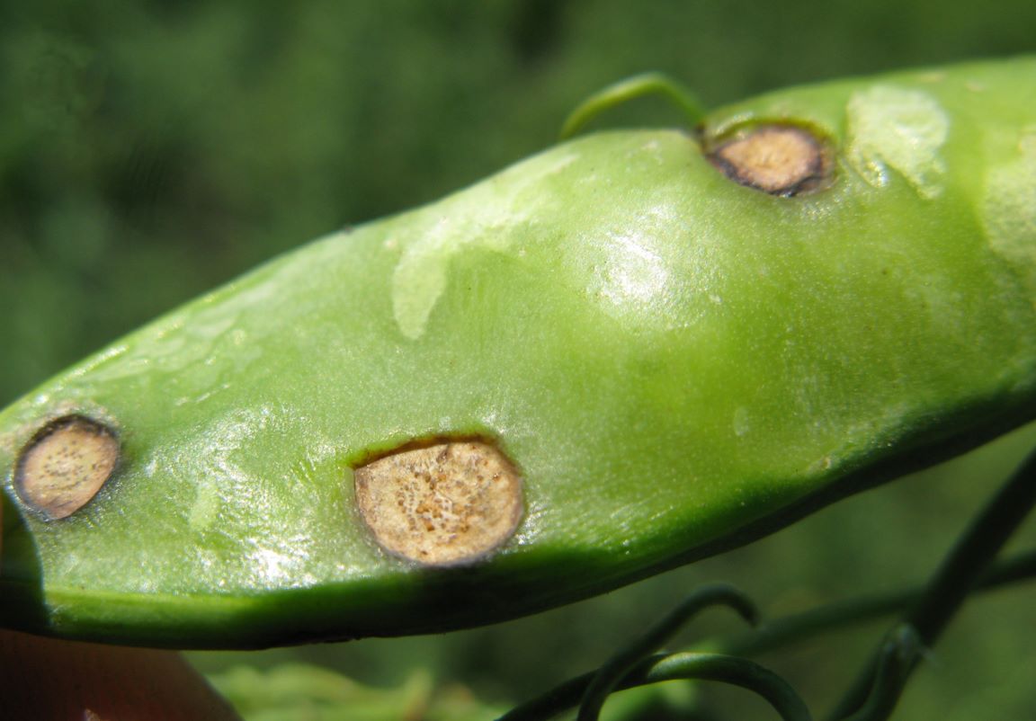 Septoria blight on pea pod with sunken lesions