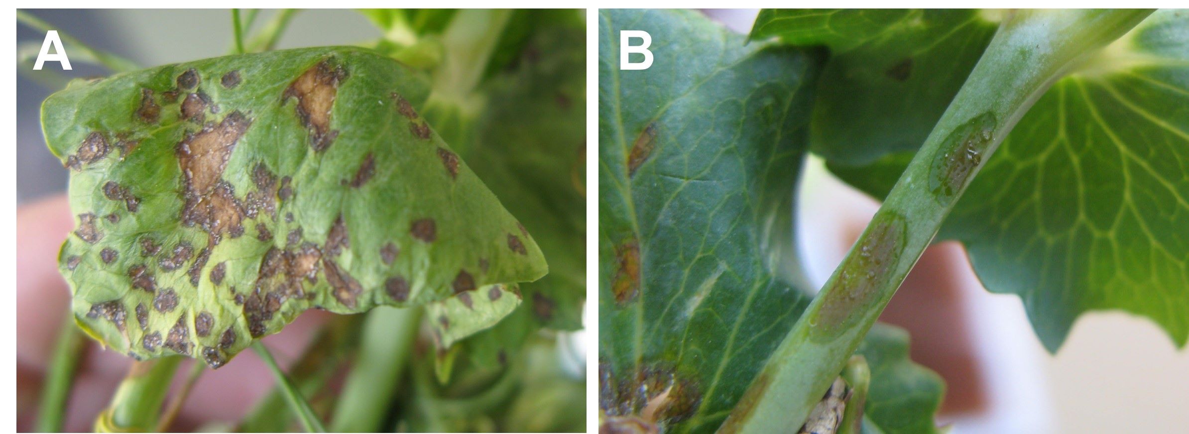 Brown angular lesions on pea leaf from bacterial blight. This image is set by another which shows water-soaked lesions and bacterial ooze where hailstones hit a petiole