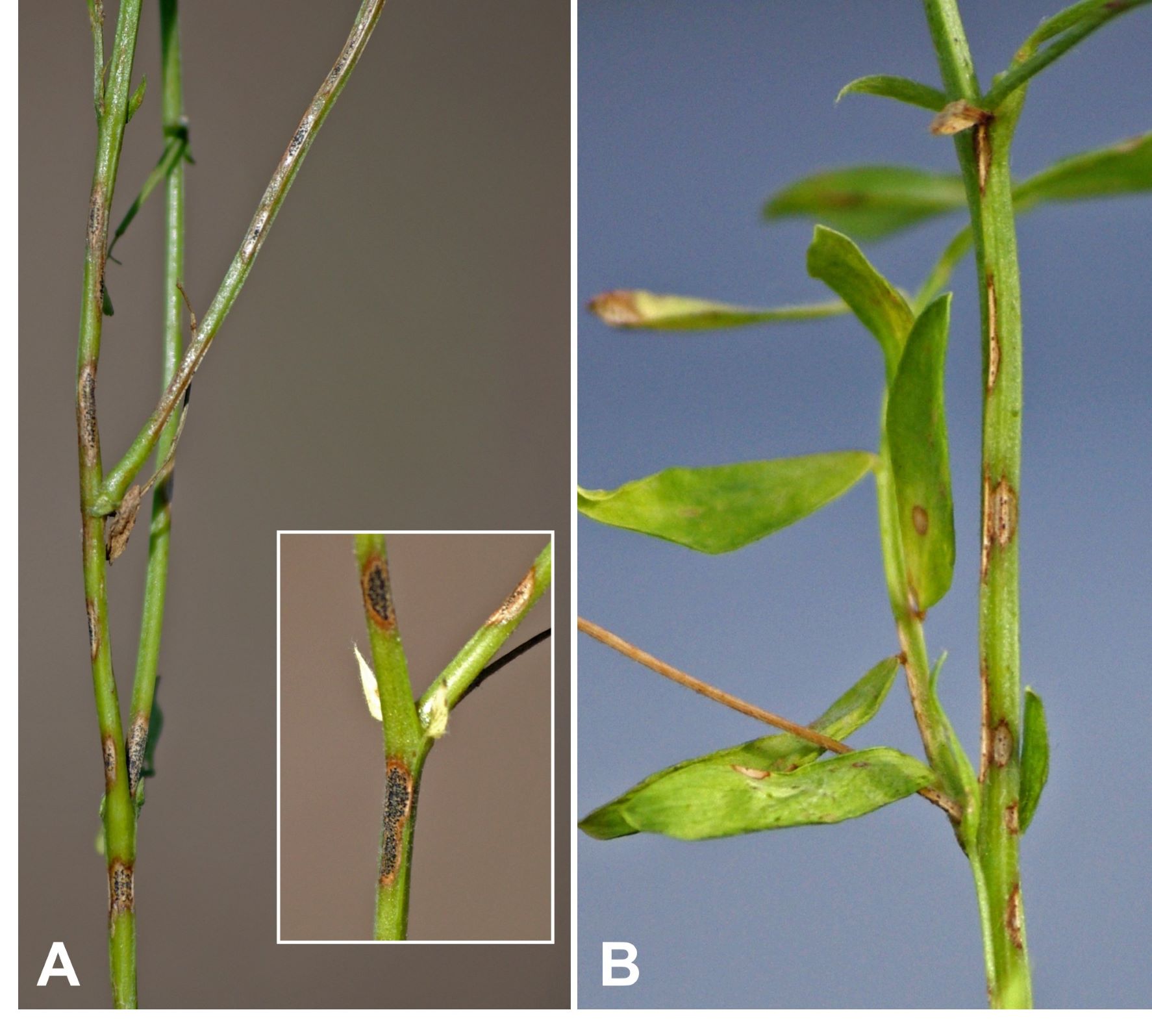 Black fruiting structures and microsclerotia from Anthracnose on lentil stem, compared to Ascochyta blight which appears similarly