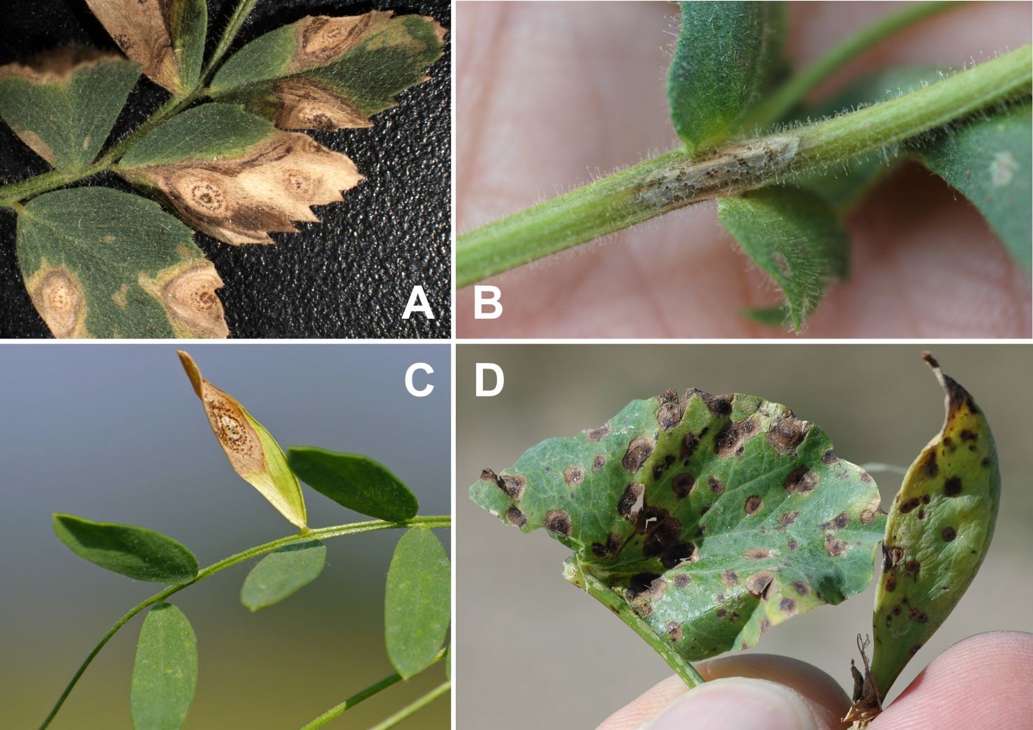 Ascochyta blight symptoms, showing two images with concentric rings on all above ground parts of the plant, and two images of Ascochyta lesions on lentil and pea
