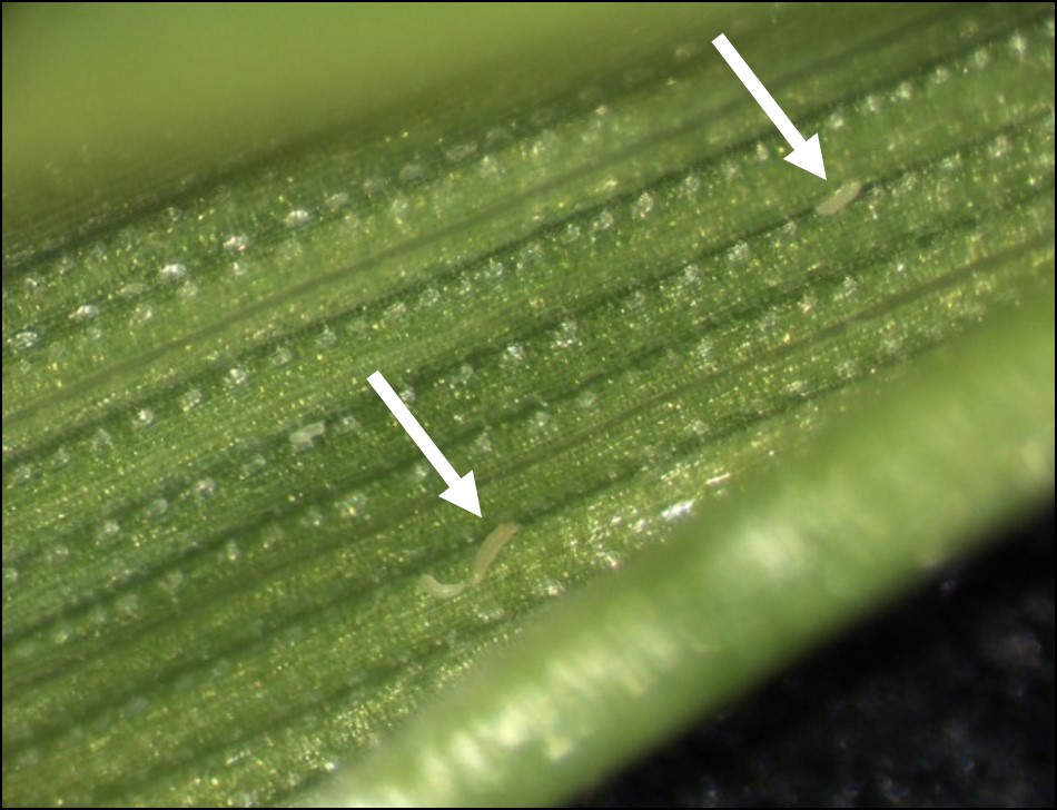 A close up of a wheat leaf containing the mites that cause wheat streak mosaic.