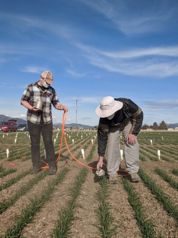 Photo of 2 people wearing face masks and gloves, spraying small plants in a field