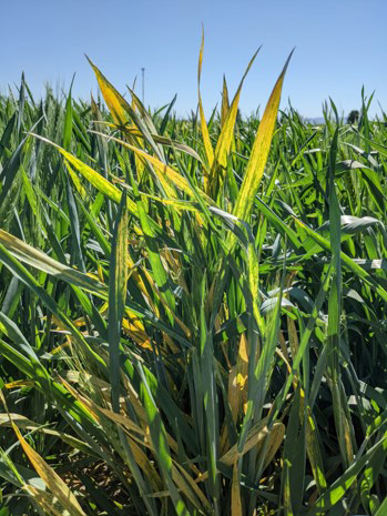 Close-up photo of a plant in a wheat field