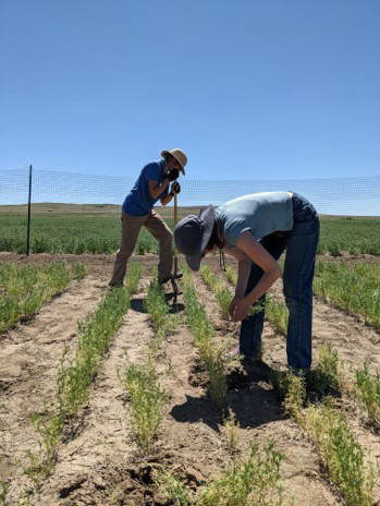 Photo of two people tending plants in a sunny field