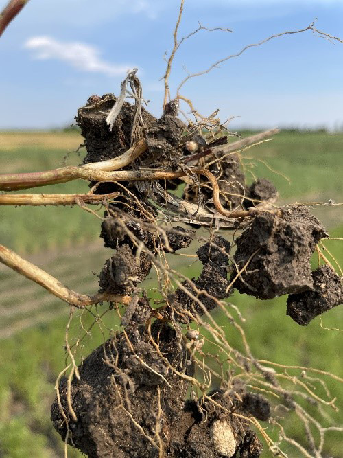 Photo of a ball of roots on a pulled plant from a field