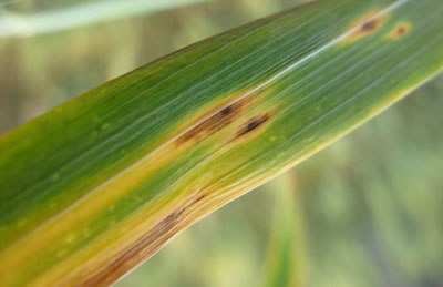 photo of a leaf that is showing signs of Tan spot