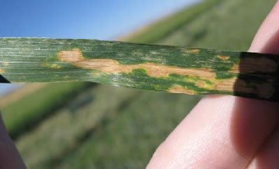 photo of a leaf that is showing signs of Septoria leaf spot