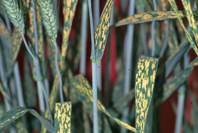 photo of a leaves that are showing signs of physiological leaf spot