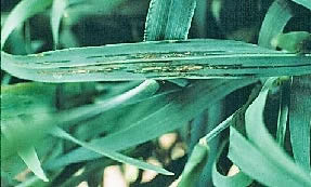 photo of a leaf that is showing signs of bacterial leaf blight