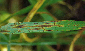 photo of leaf that is showing signs of net blotch