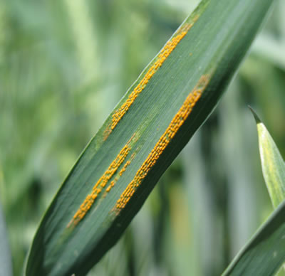 photo of a leaf that is showing signs of stripe rust