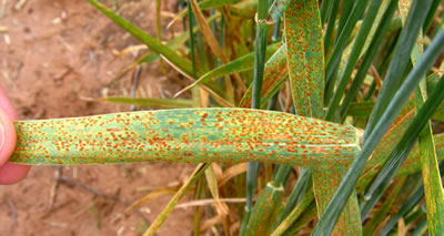 photo of a leaf that is showing signs of leaf rust