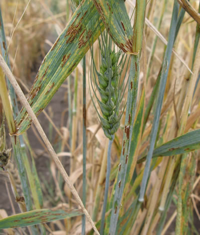 photo of barley that is showing signs of stem rust