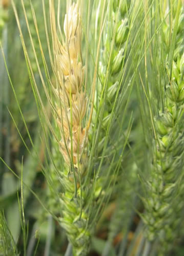 photo of a wheat head that is showing signs of scab