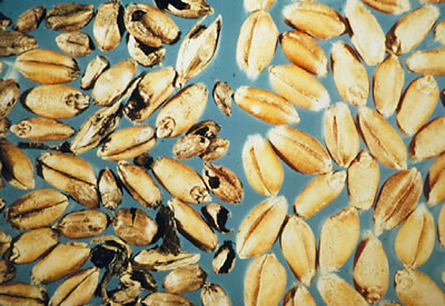 common bunt close-up photo of infected grain kernels