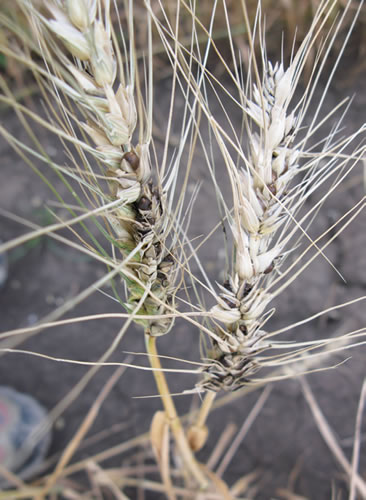 TCK photo of a winter wheat head that is howing signs of drawrf bunt