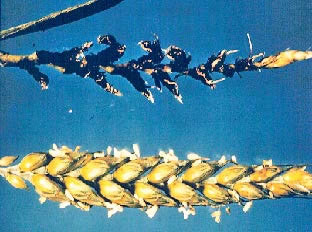 loose smut comparison photo of grain kernels that are showing signs of loose smut