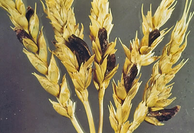Ergot photo of wheat head that is showing signs of ergot