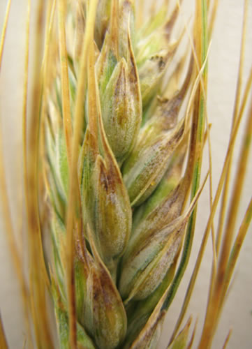 photo of a wheat head that is showing signs of black chaff