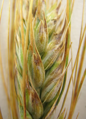 Black chaff photo of a wheat head that is showing signs of black chaff