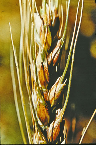Melanism photo of a wheat head that is showing signs of melanism