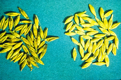 Black point photo of kernels that are showing signs of black point