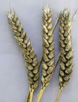 Sooty mold photo of wheat heads that are showing signs of sooty mold