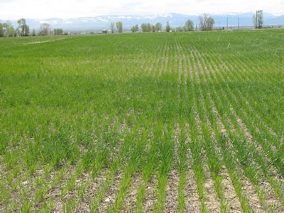 Field of small, yellow plants photo of a crop with small plants