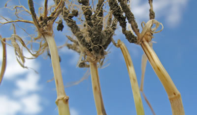 Root rot photo of a root system that is displaying signs of common root rot